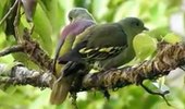 Grey Fronted Green Pigeon